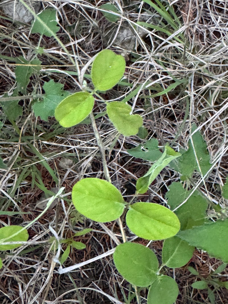 Texas Milkpea photo 6