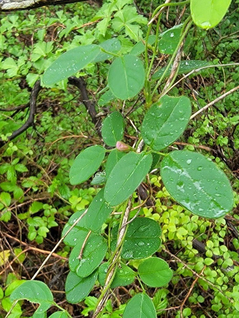 Texas Milkpea photo 7