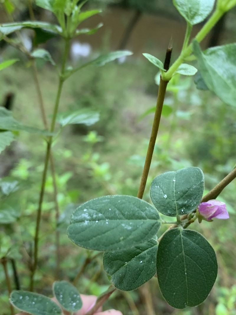 Texas Milkpea photo 8
