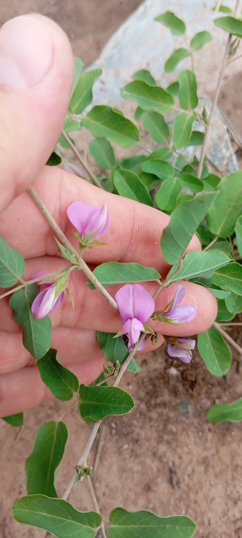 Galactia texana var. texana