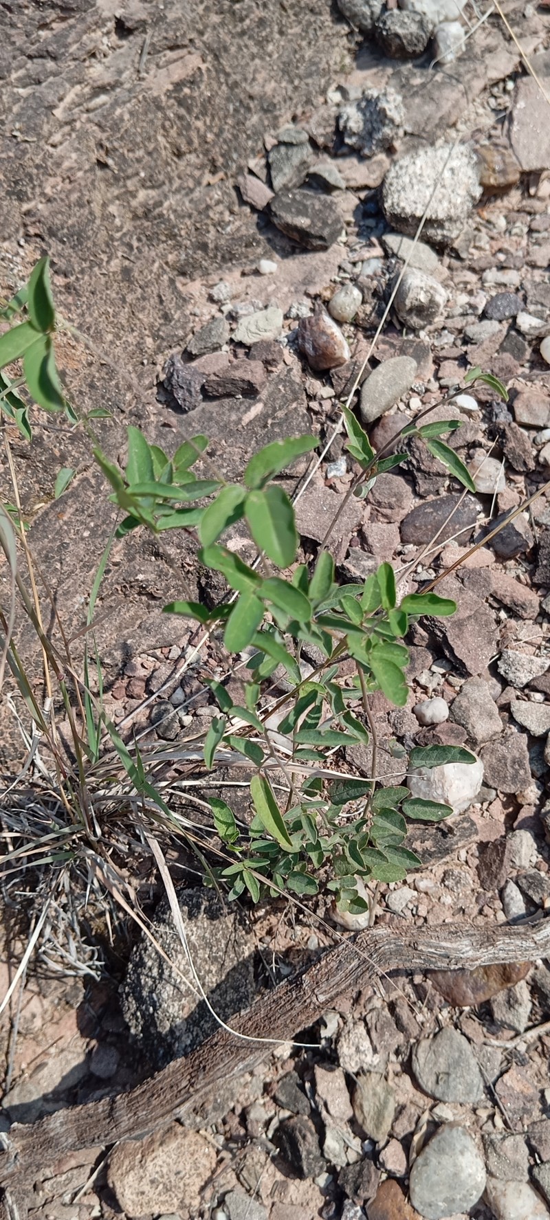 Galactia texana var. texana photo 3