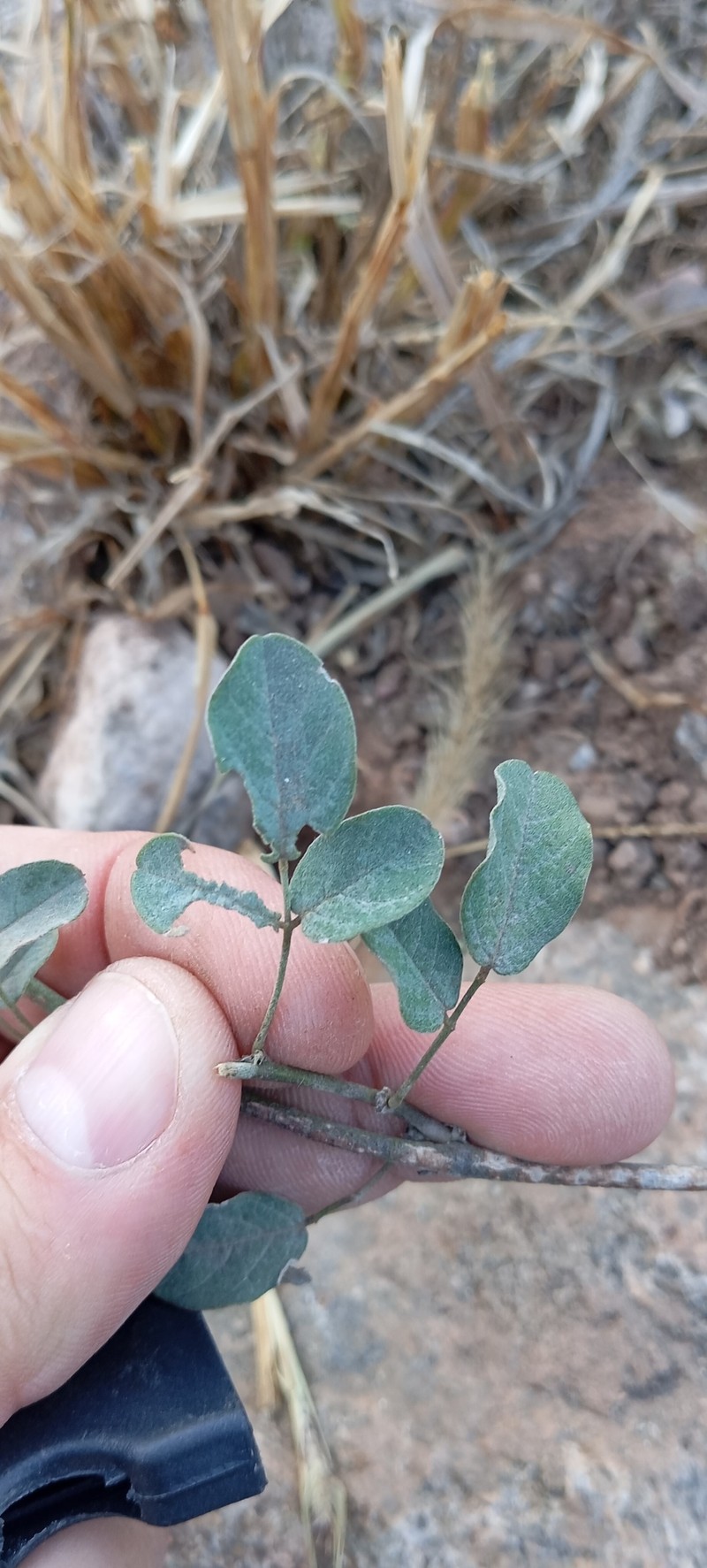 Galactia texana var. texana photo 4