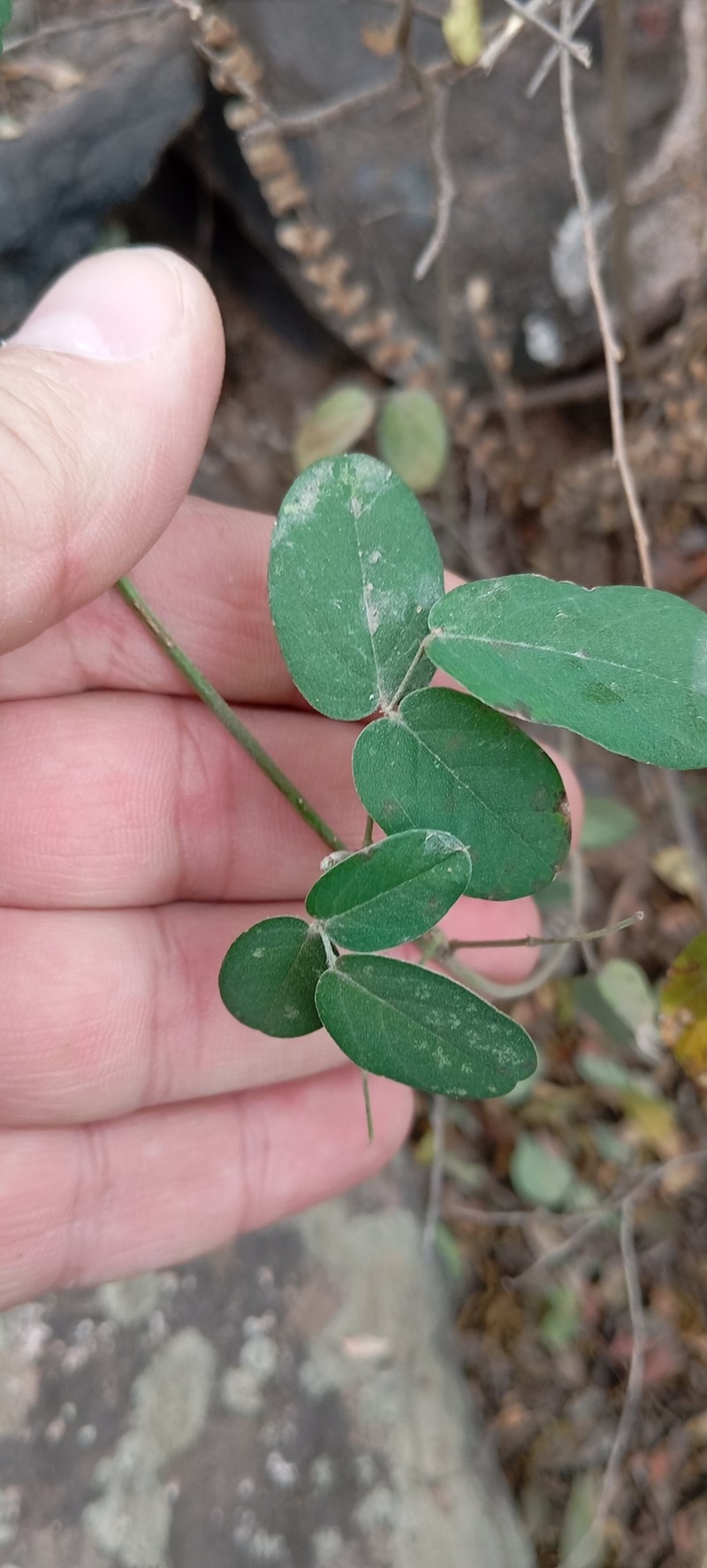 Galactia texana var. texana photo 5
