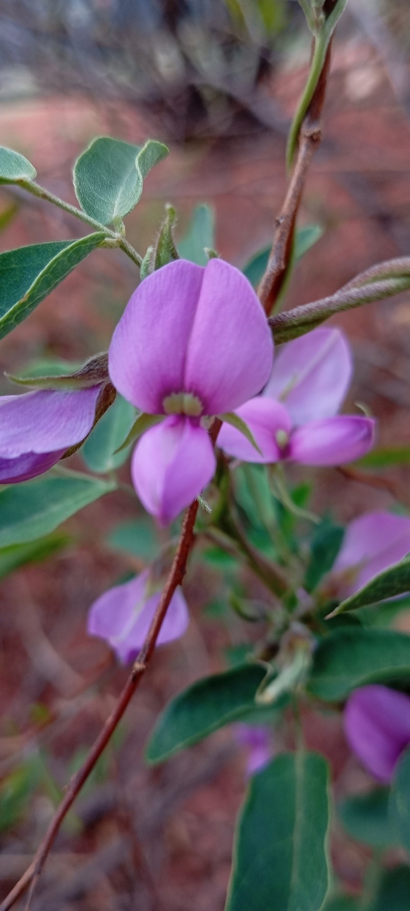 Galactia texana var. texana photo 6