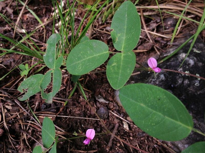 Downy Milkpea
