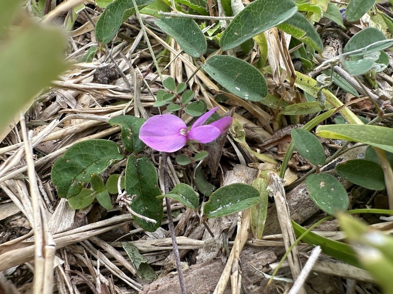 Downy Milkpea
