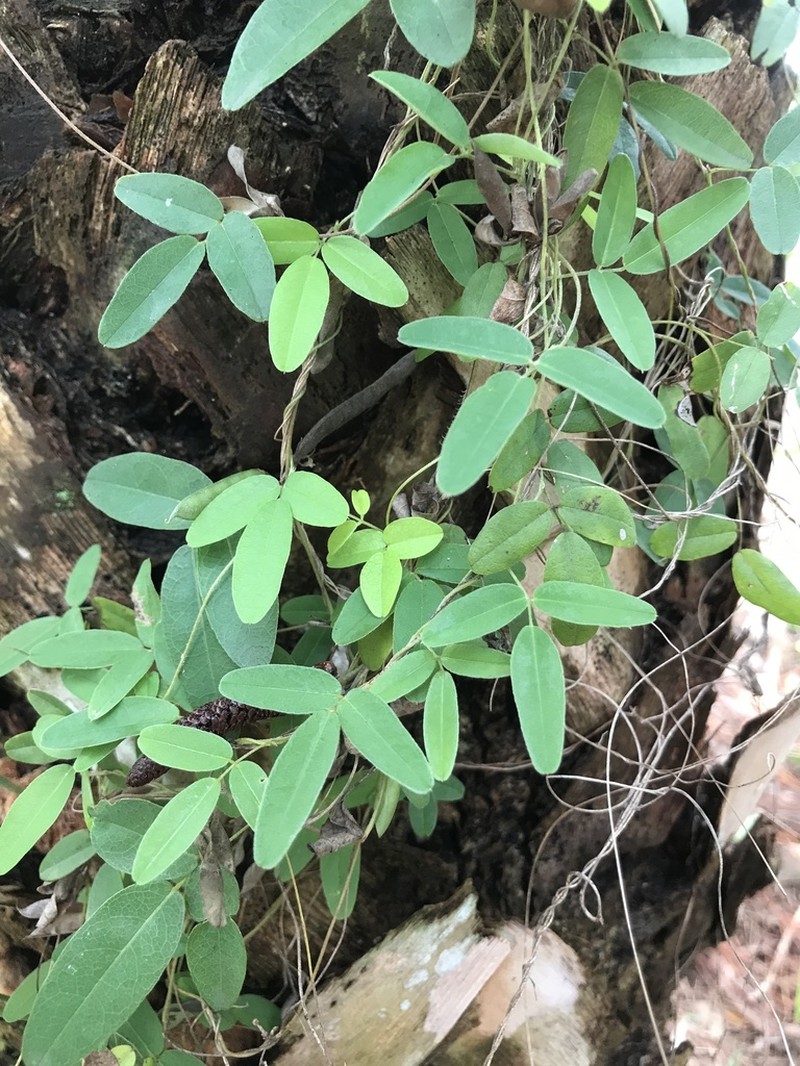 Downy Milkpea photo 2