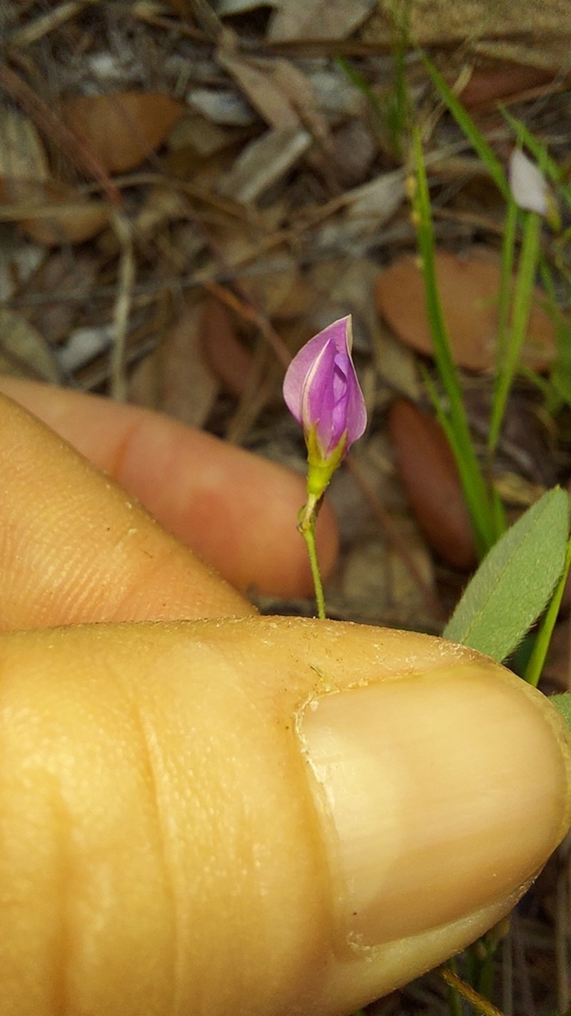 Downy Milkpea photo 3