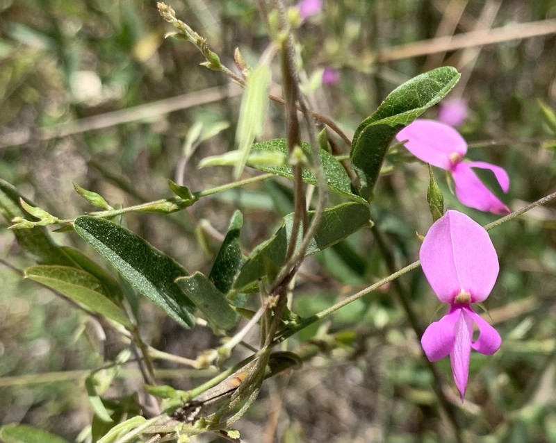 Downy Milkpea photo 4