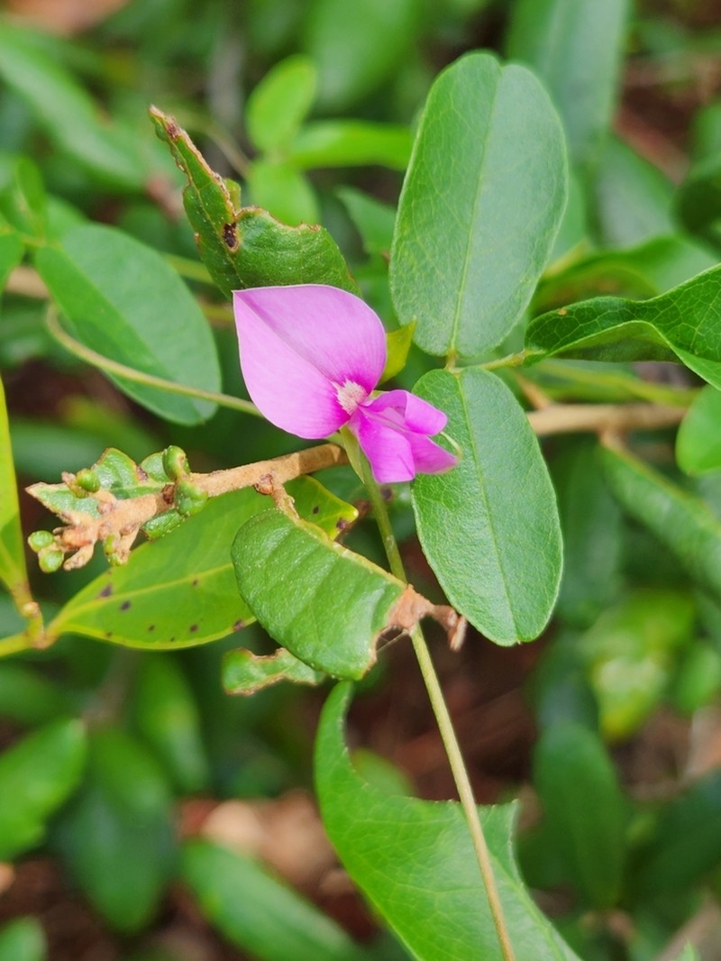 Downy Milkpea photo 5