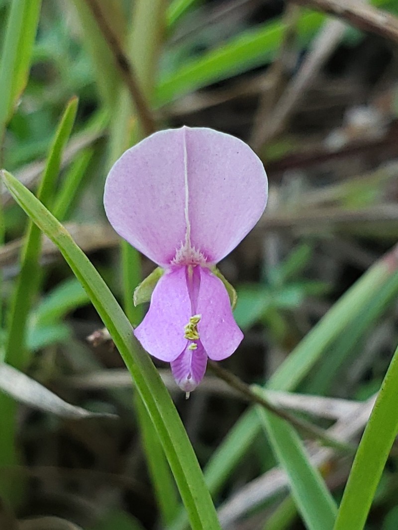 Downy Milkpea photo 6