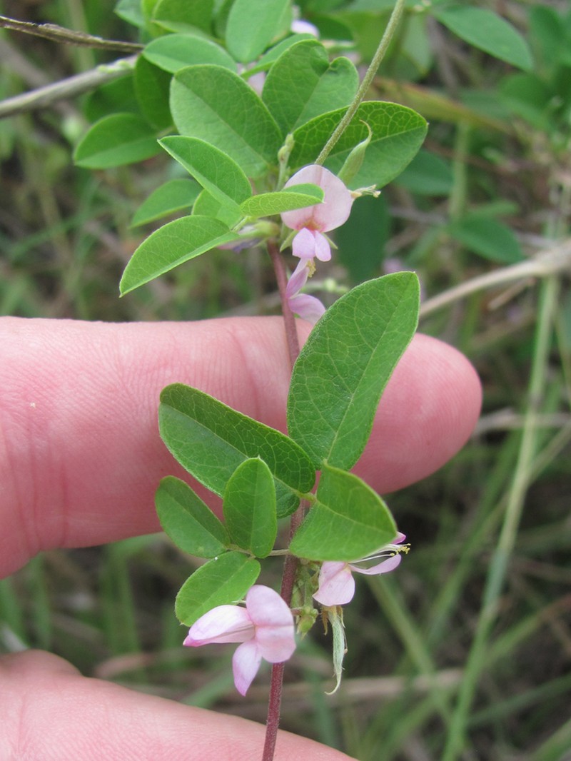 Downy Milkpea photo 7