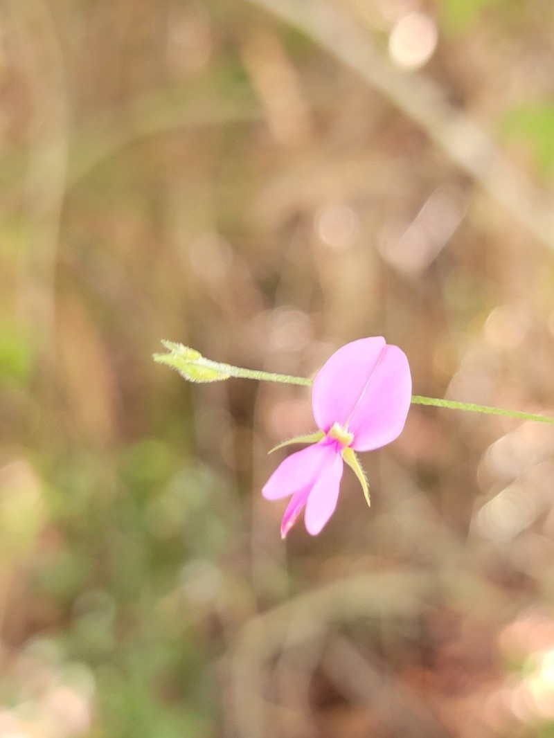 Downy Milkpea photo 8