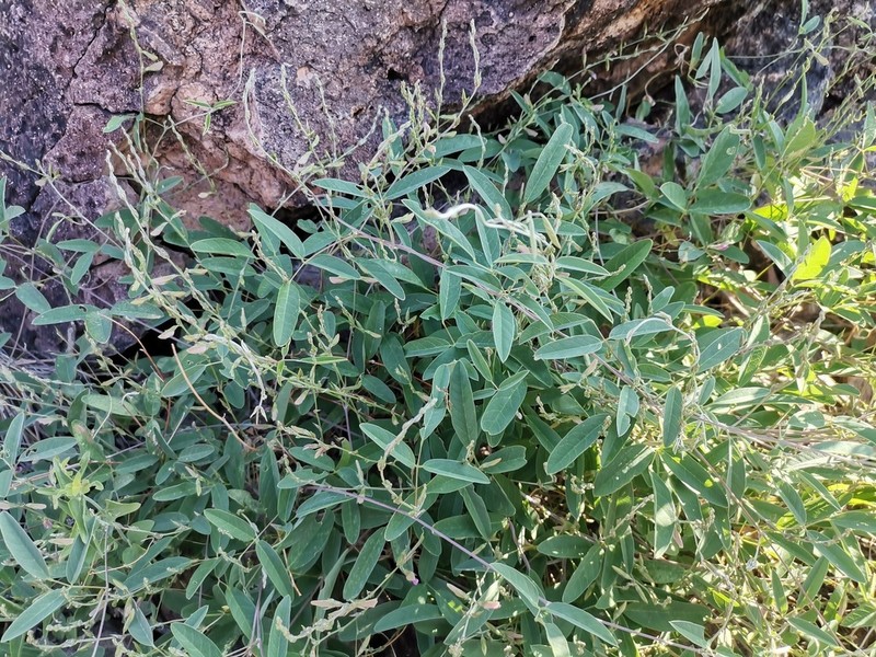 Wright's Milkpea
