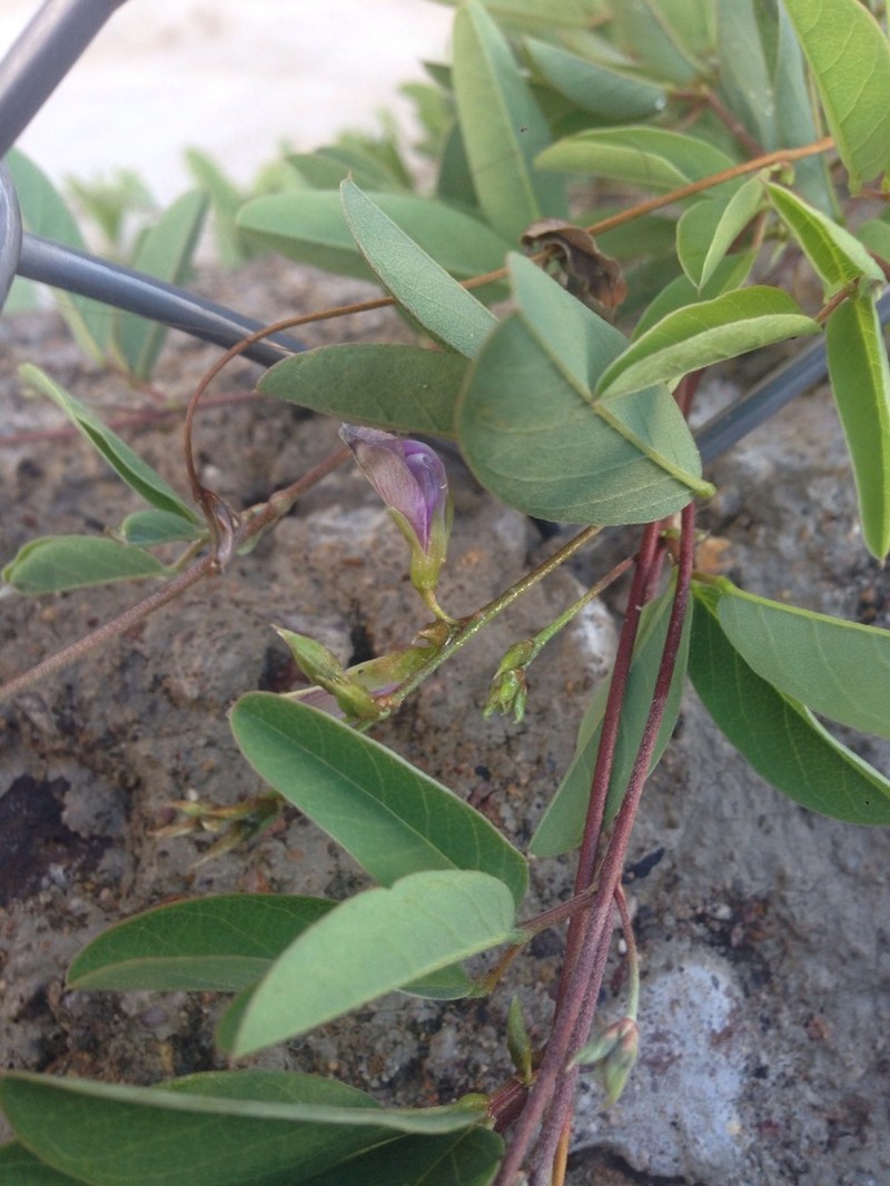 Wright's Milkpea photo 2