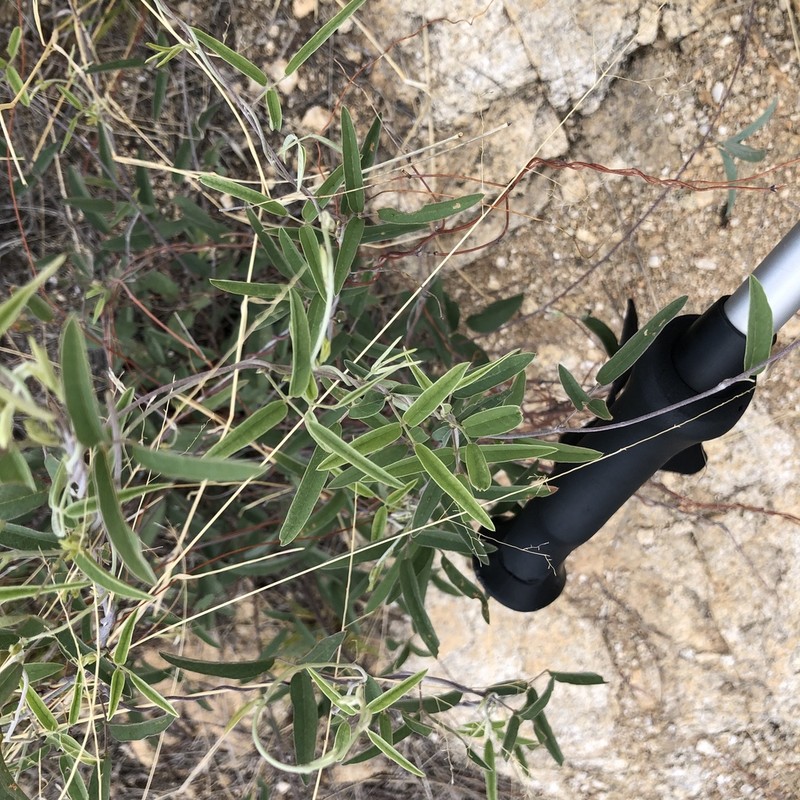 Wright's Milkpea photo 3