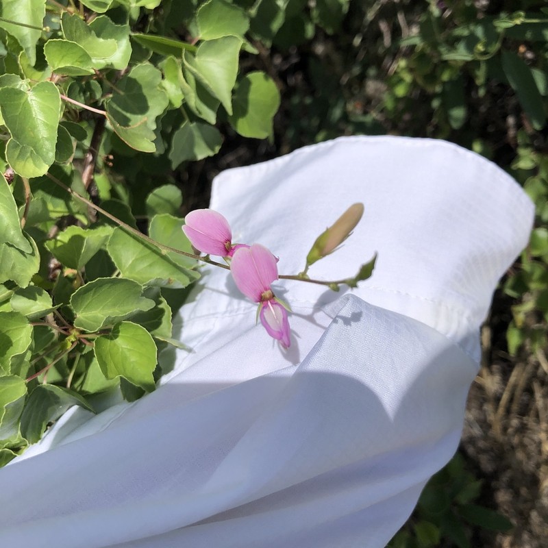Wright's Milkpea photo 4
