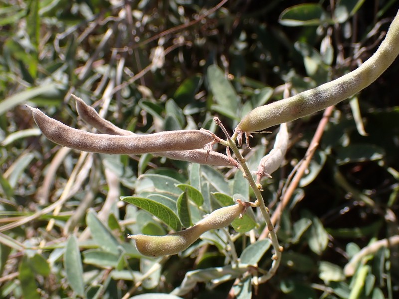 Wright's Milkpea photo 5