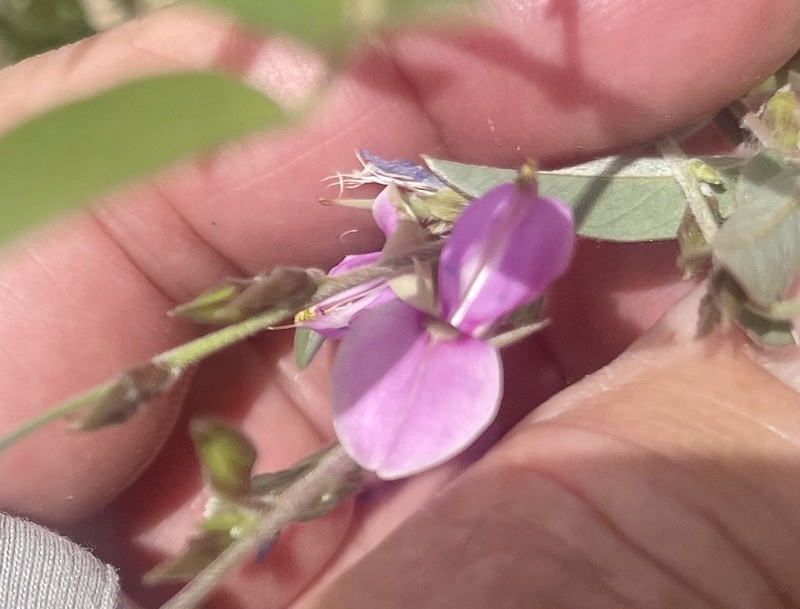 Wright's Milkpea photo 6