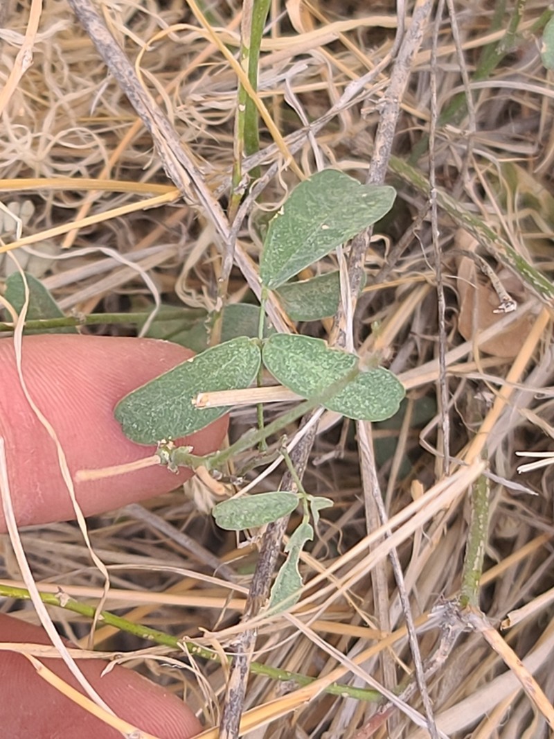 Wright's Milkpea photo 7