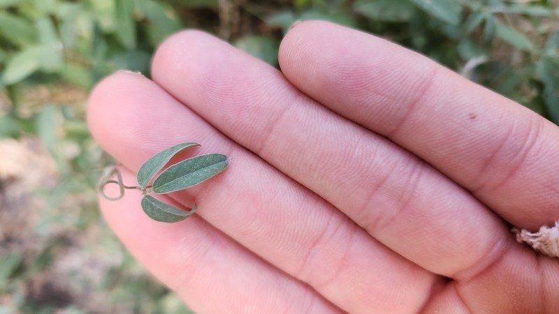 Wright's Milkpea photo 8