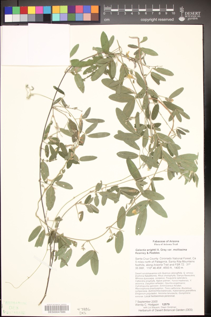 Galactia wrightii var. mollissima