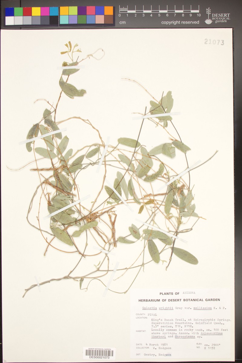 Galactia wrightii var. mollissima photo 2