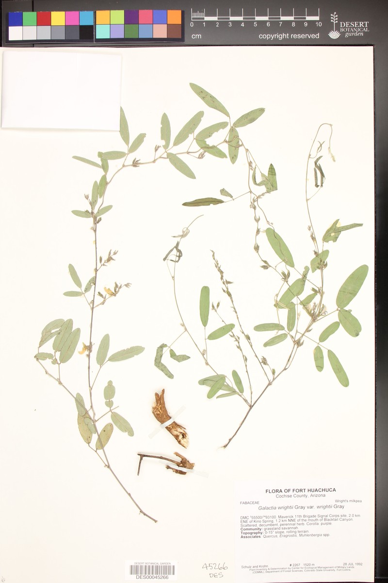 Galactia wrightii var. wrightii photo 2