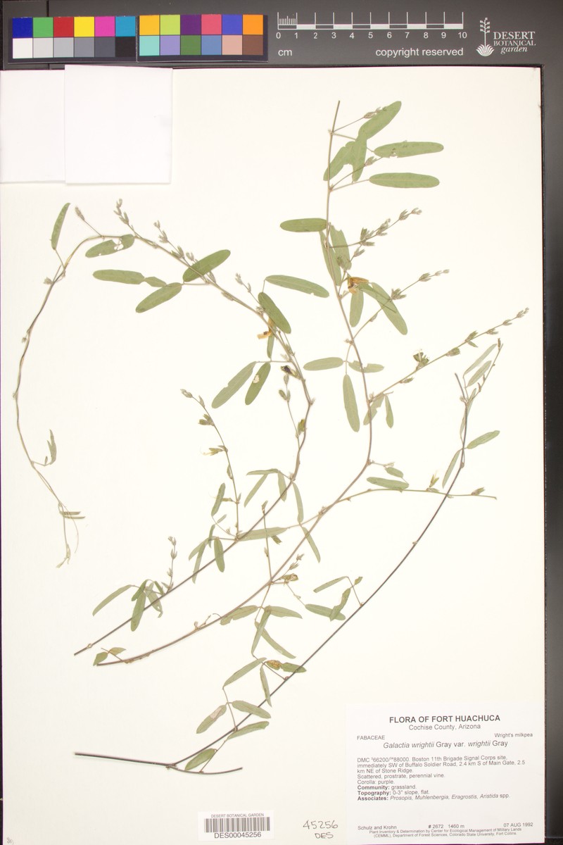 Galactia wrightii var. wrightii photo 3