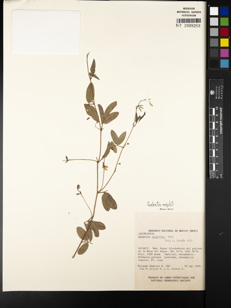Galactia wrightii var. wrightii