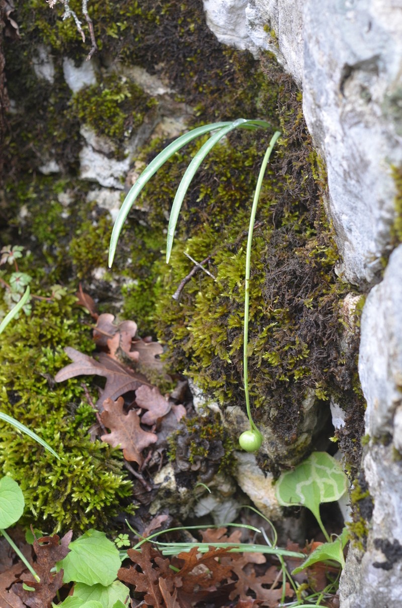 Galanthus bursanus photo 2