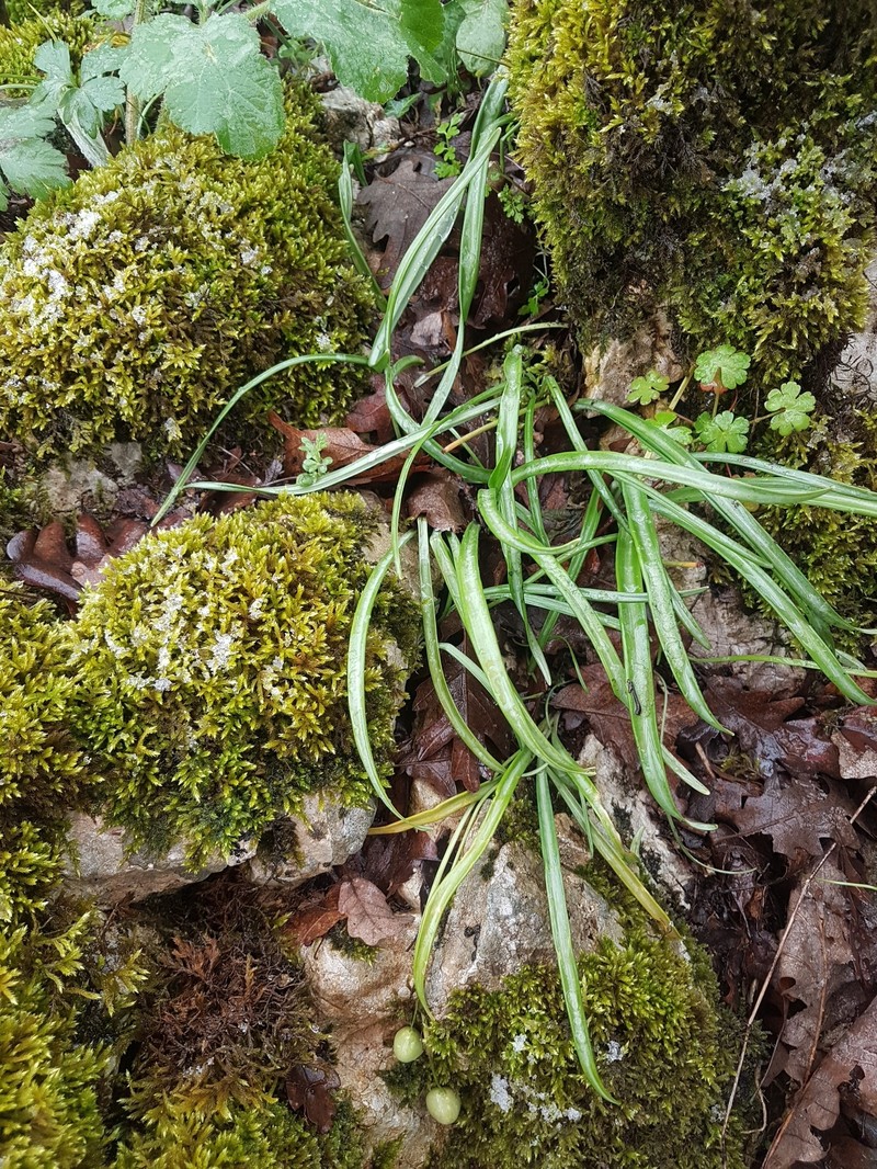 Galanthus bursanus photo 3