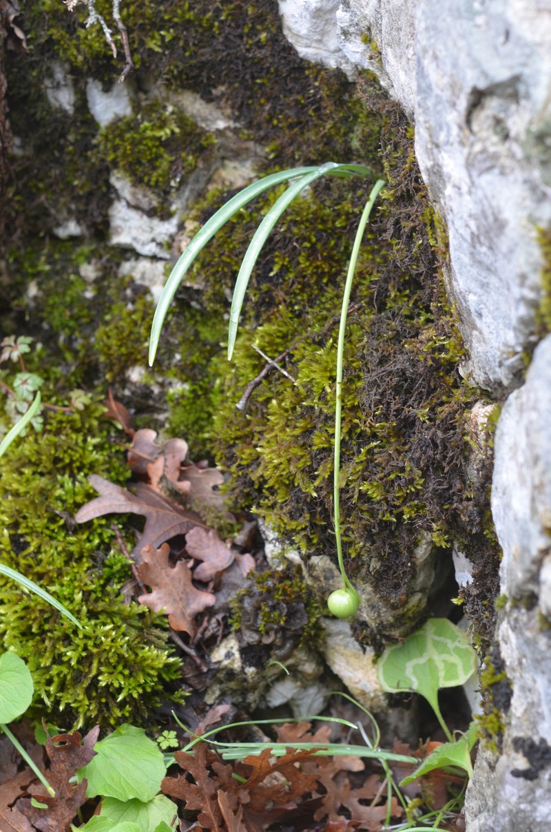 Galanthus bursanus photo 4