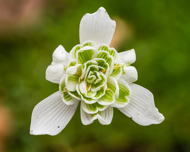 Snowdrop photo 2
