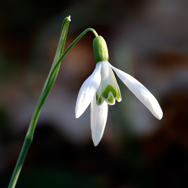 Snowdrop photo 3