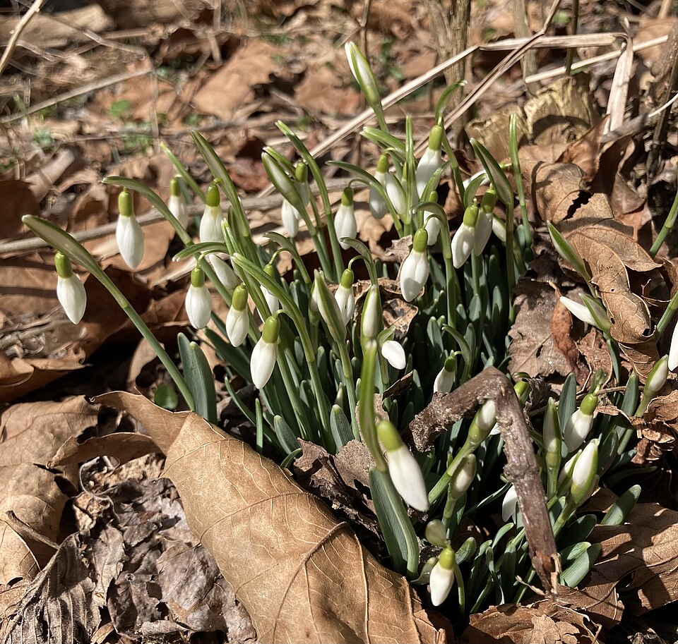 Snowdrop photo 4