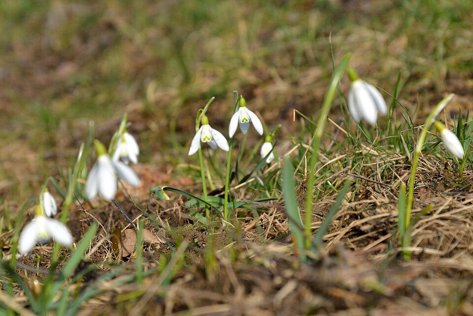 Snowdrop photo 5