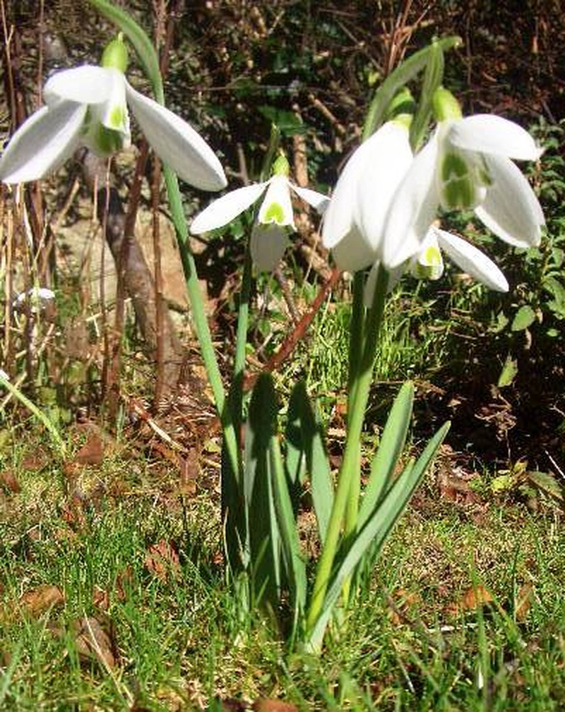 Snowdrop photo 7
