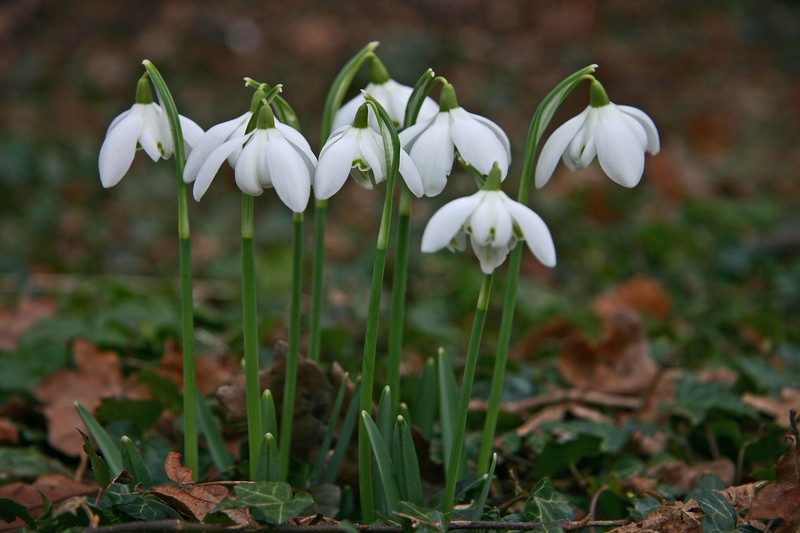 Snowdrop photo 8