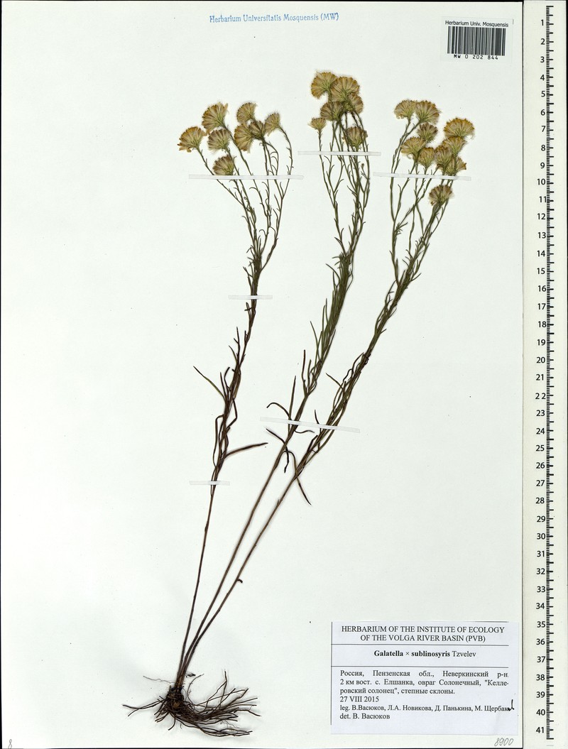 Galatella × sublinosyris