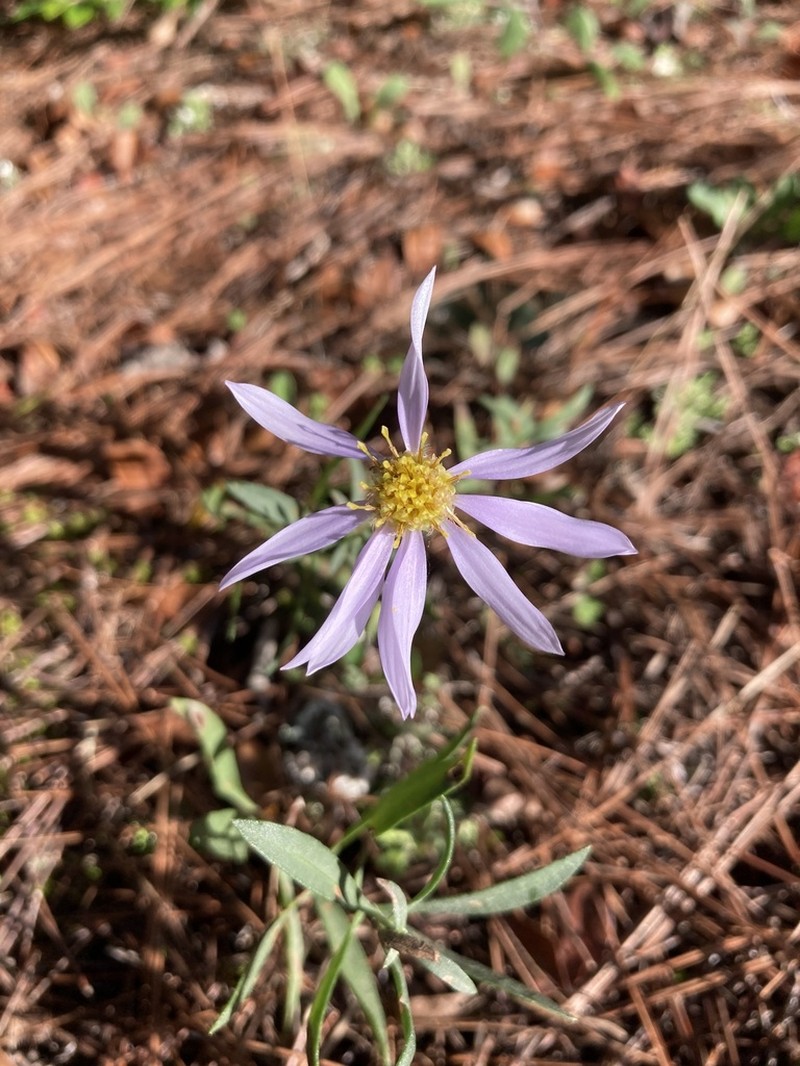 Galatella albanica