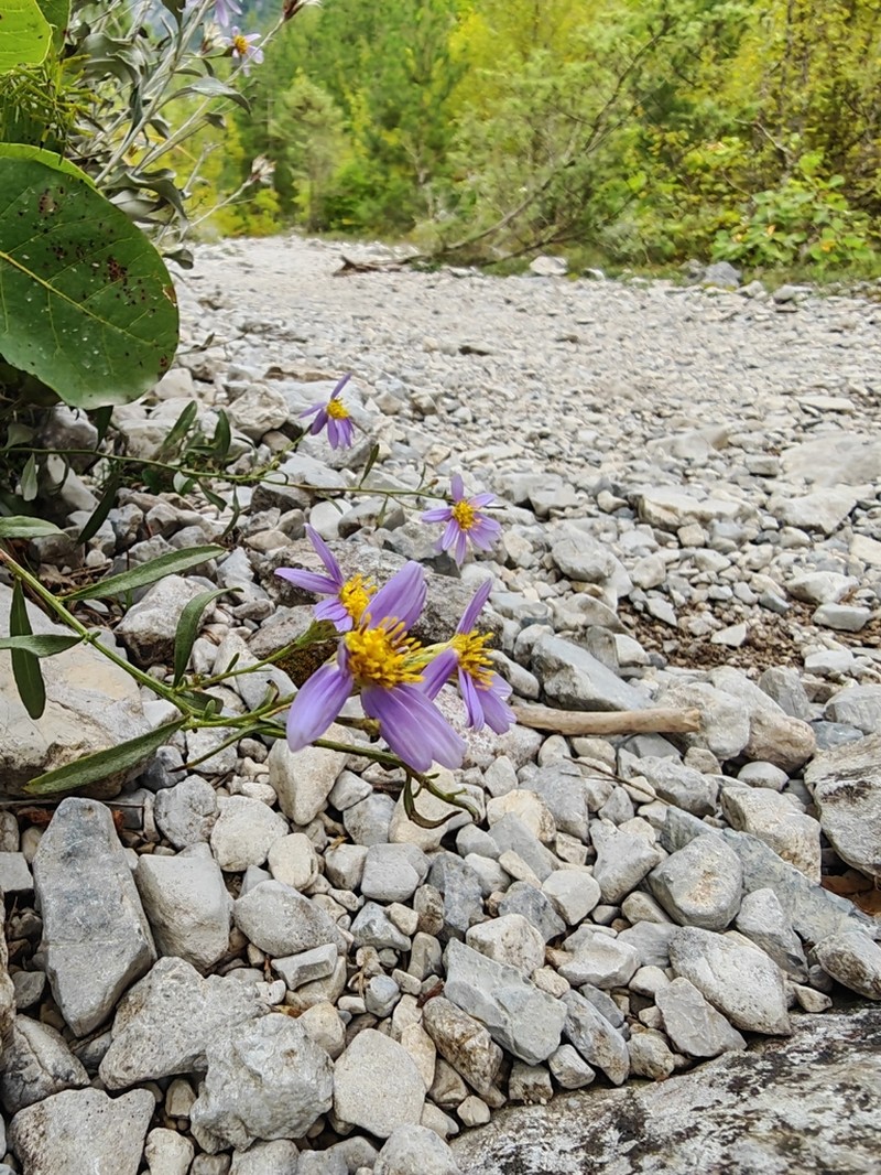 Galatella albanica photo 3