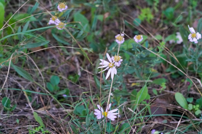 Galatella albanica photo 5