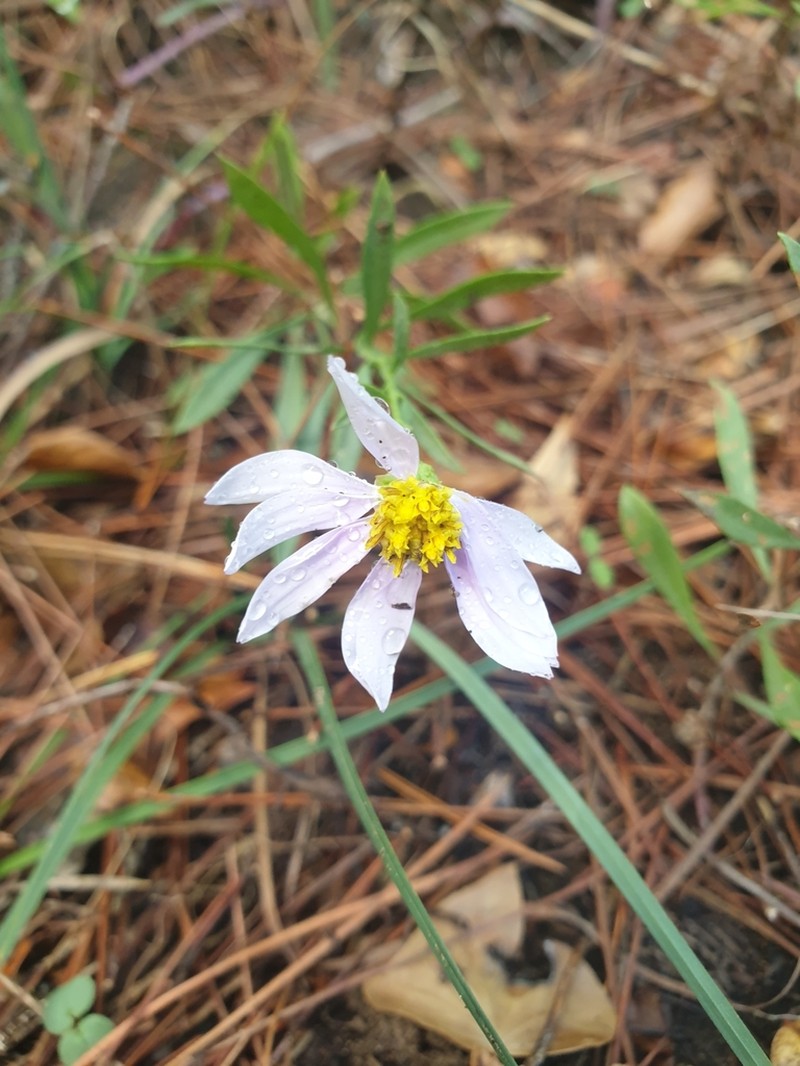 Galatella albanica photo 8