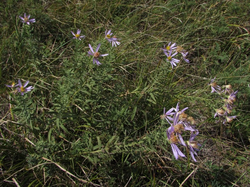 Galatella altaica photo 7