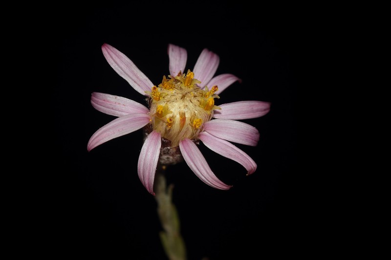 Galatella anatolica