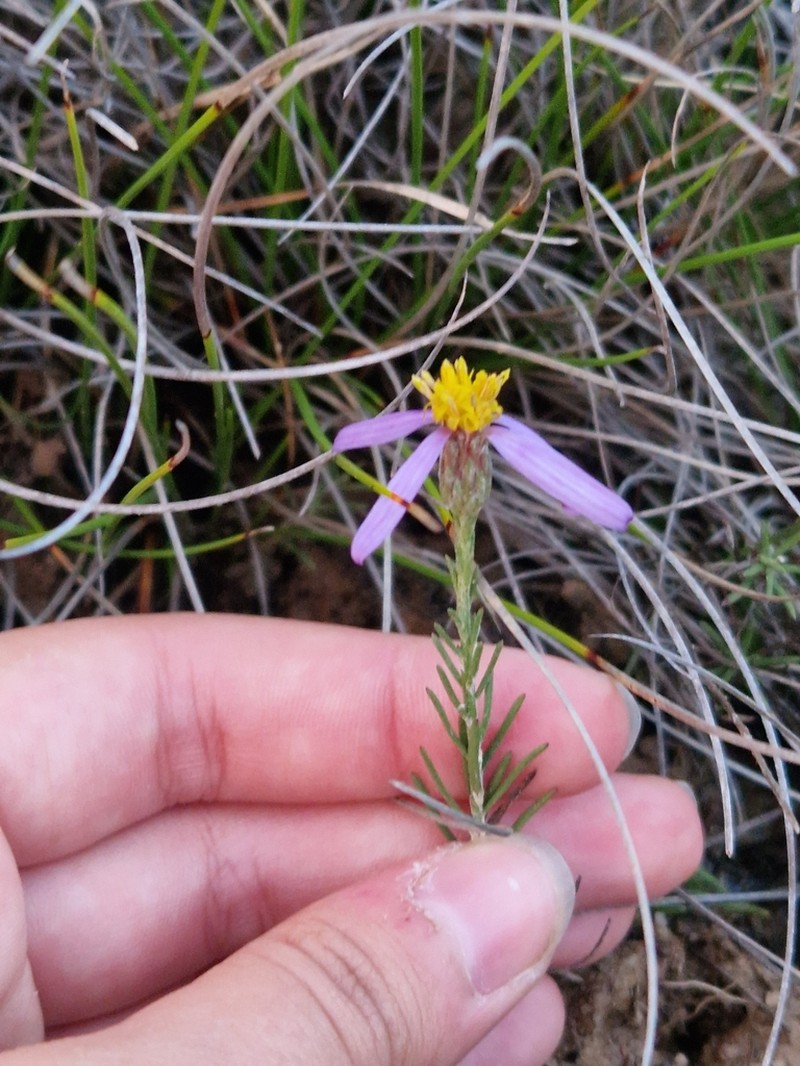 Galatella aragonensis photo 2