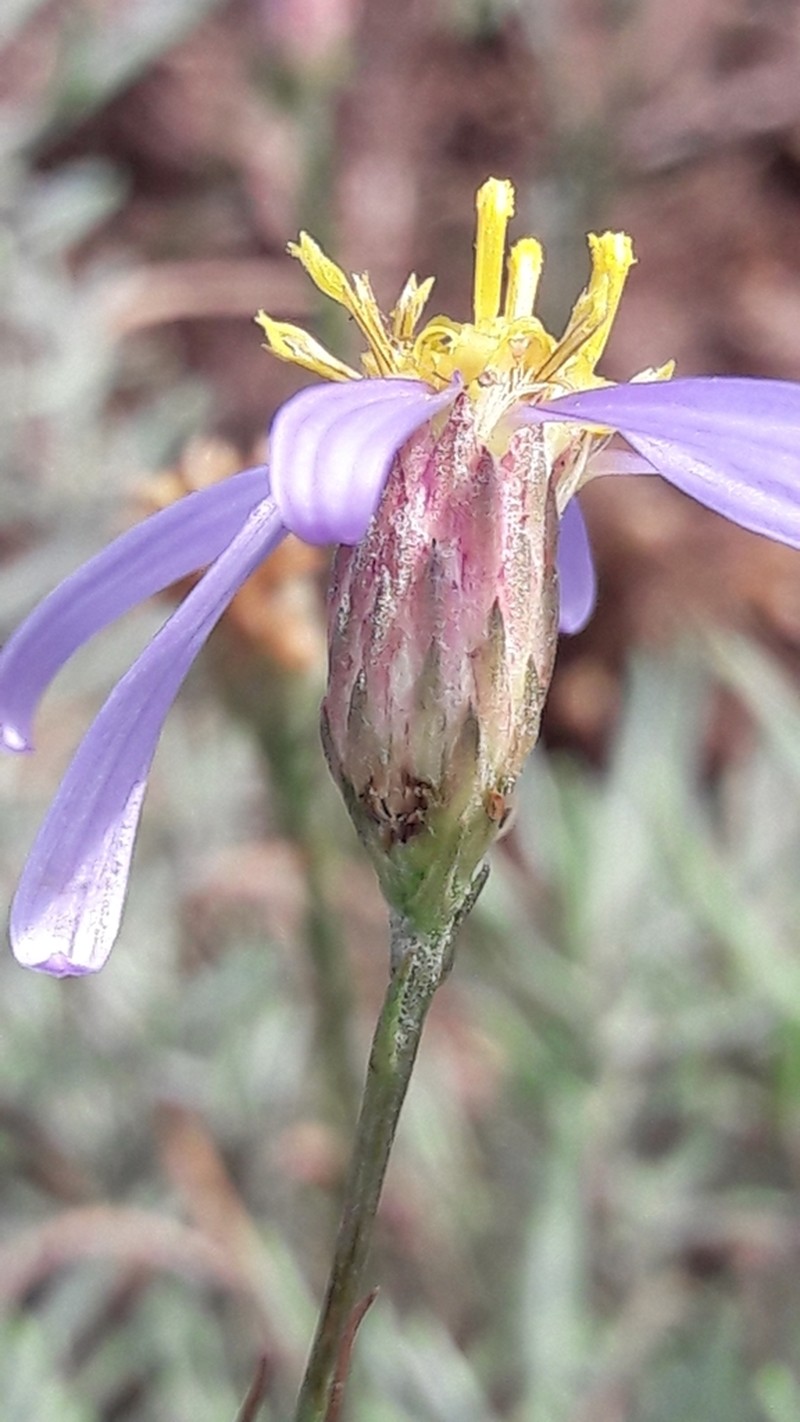 Galatella aragonensis photo 3