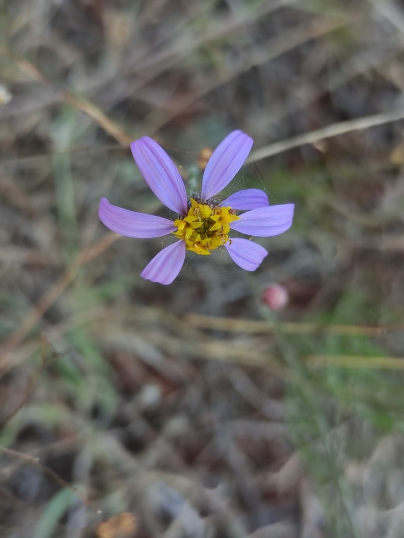Galatella aragonensis photo 4