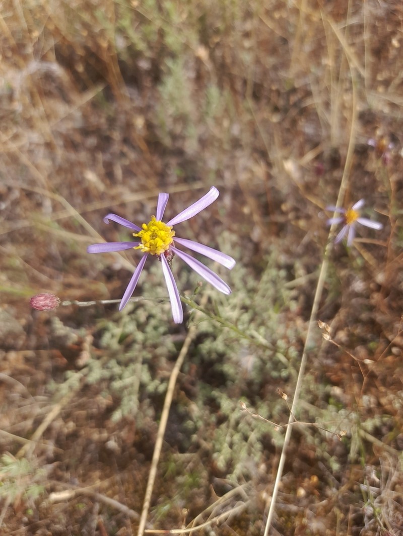 Galatella aragonensis photo 5